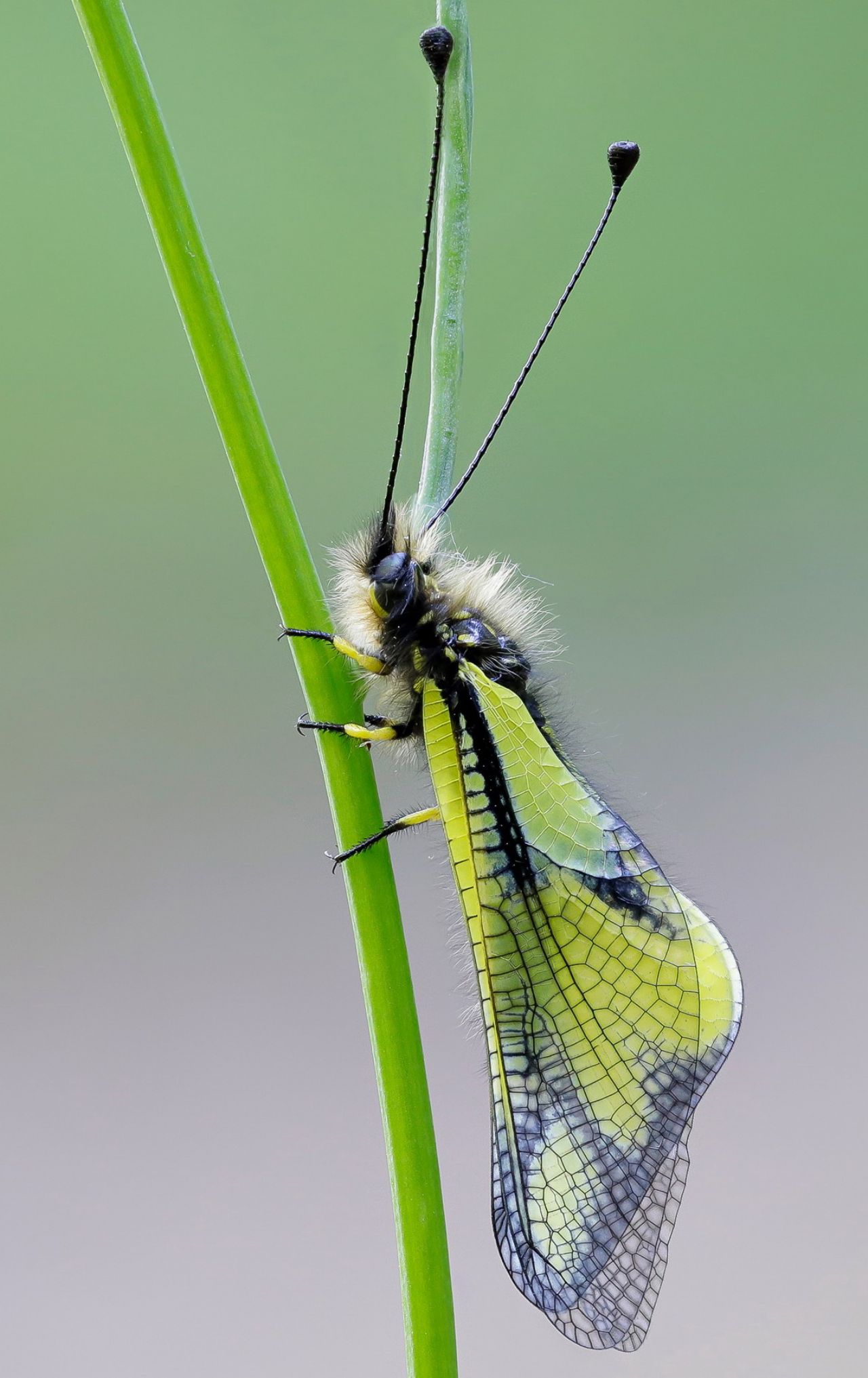 Ascalaphidae - Libelloides coccajus